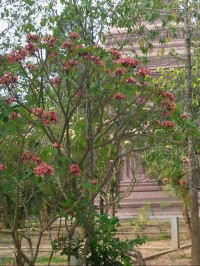 Frangipani at a local Pagoda