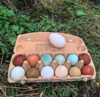 allotment eggs