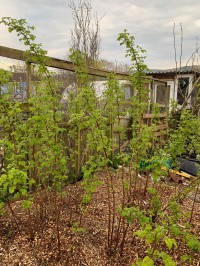 allotment growing